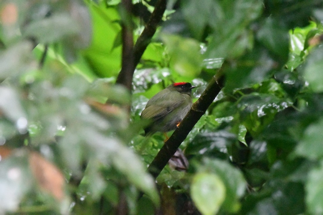 Long-tailed Manakin - ML628506713