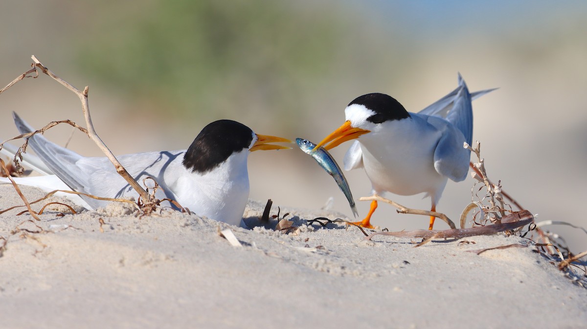 Australian Fairy Tern - ML628506716
