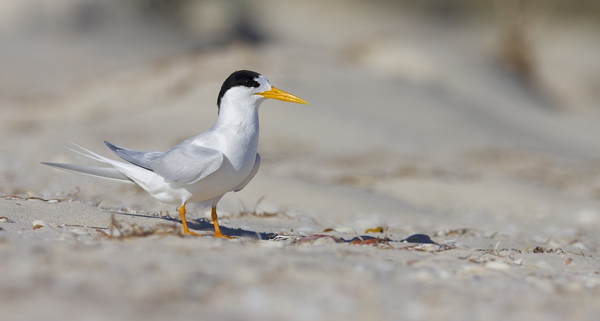 Australian Fairy Tern - ML628506732