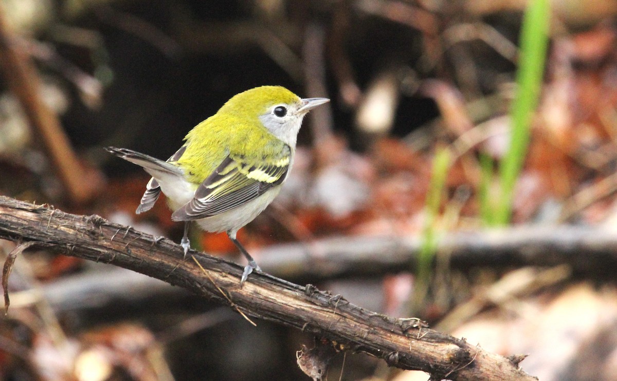 Chestnut-sided Warbler - ML628506821