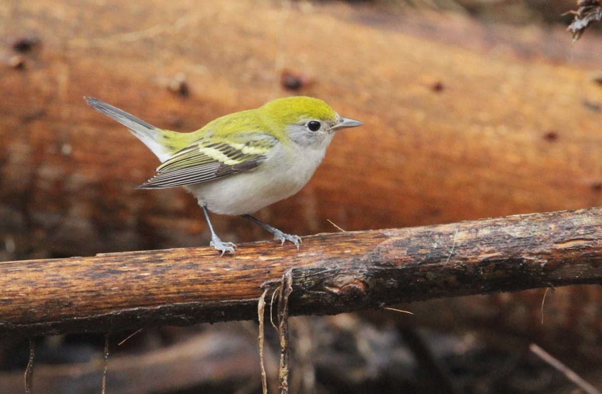 Chestnut-sided Warbler - ML628506830