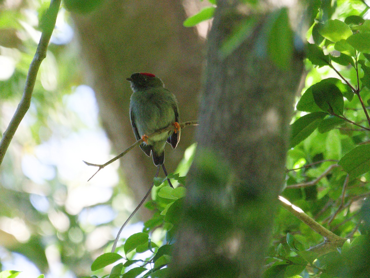 Long-tailed Manakin - ML628506838