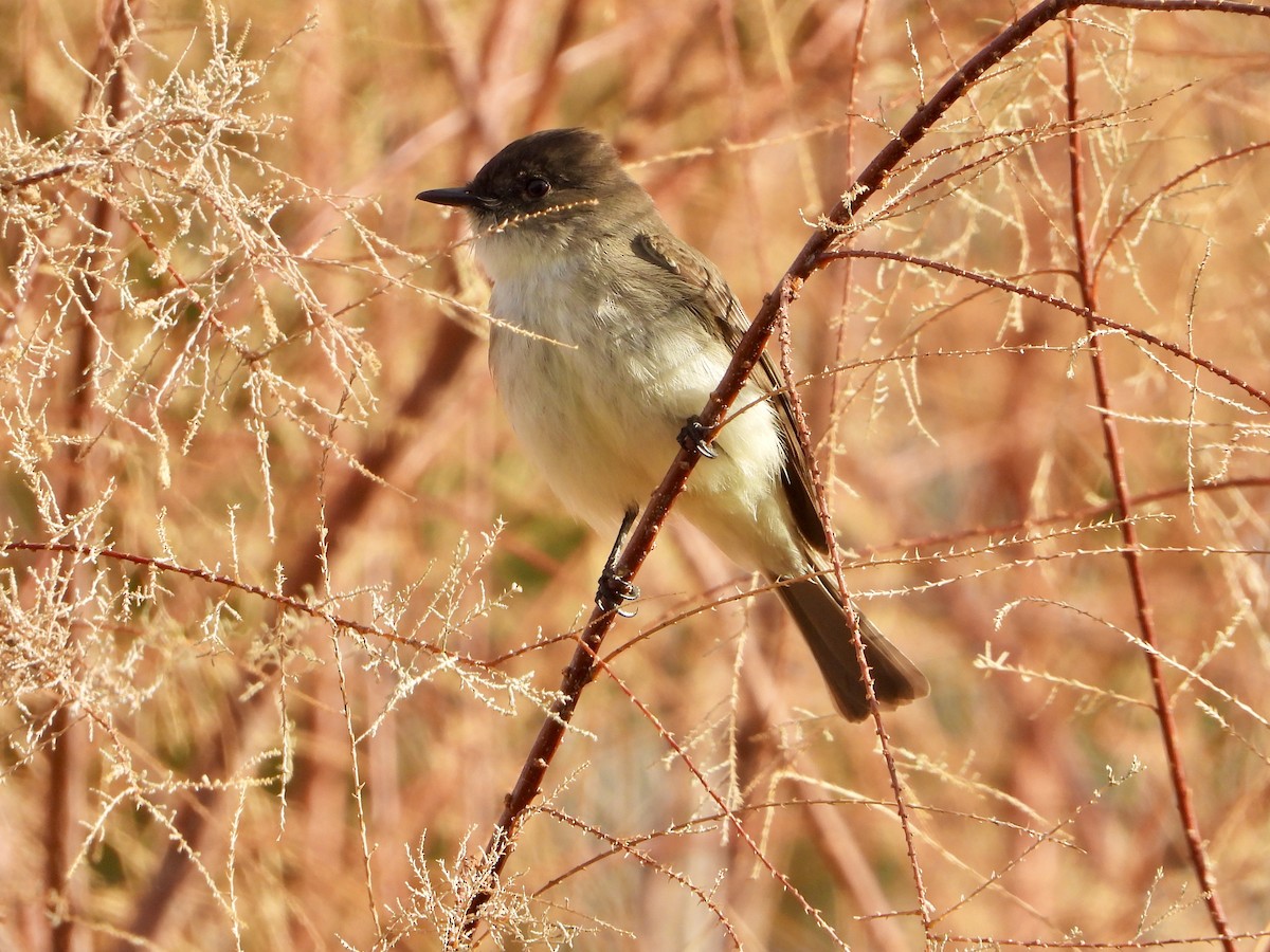 Eastern Phoebe - ML628506851