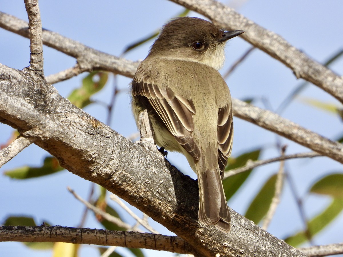 Eastern Phoebe - ML628506853