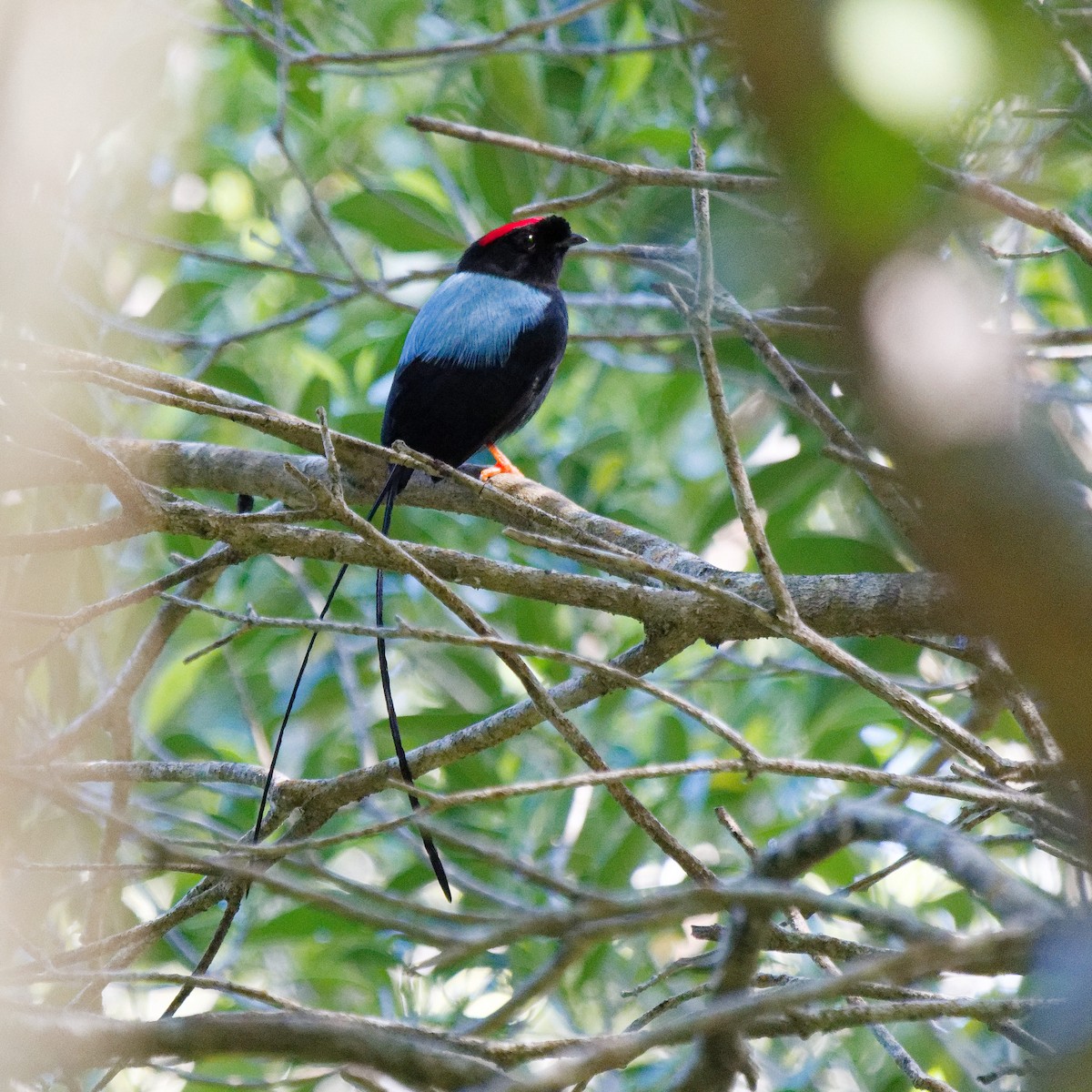 Long-tailed Manakin - ML628506862