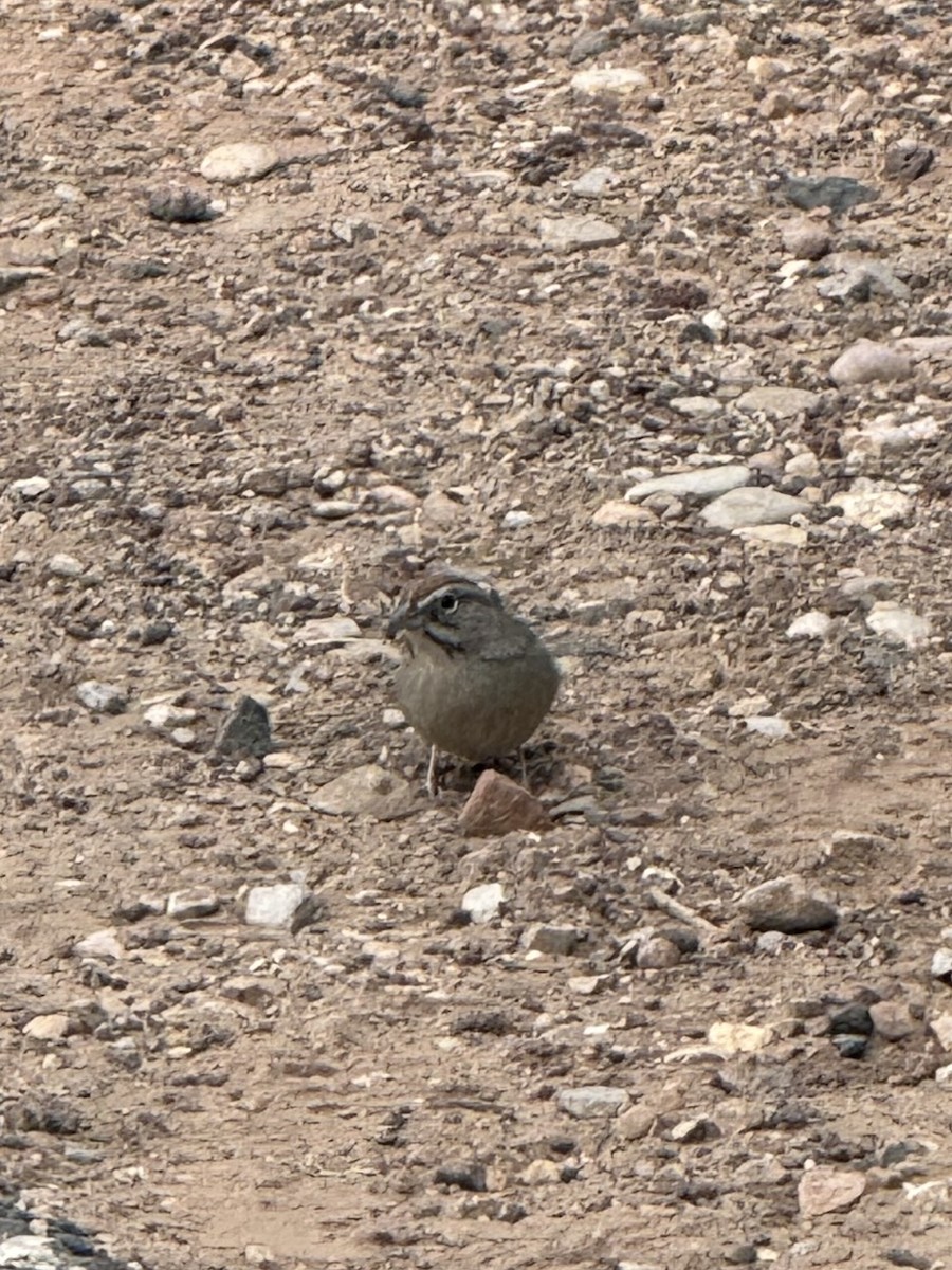 Rufous-crowned Sparrow - ML628506881