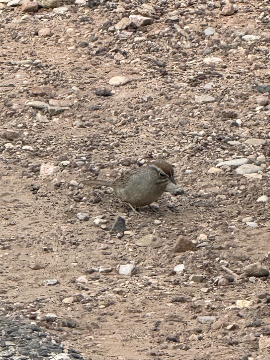 Rufous-crowned Sparrow - ML628506882