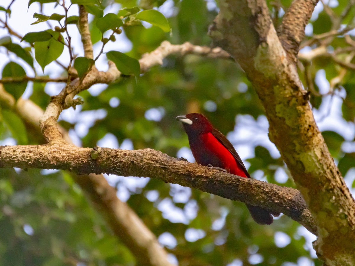 Crimson-backed Tanager - ML628507124