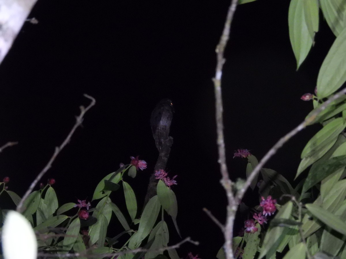 Common Potoo - ML628507257