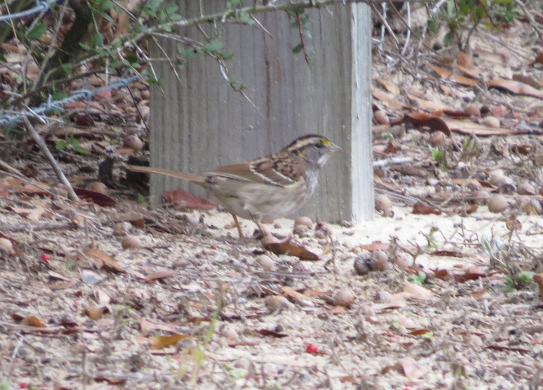 White-throated Sparrow - ML628507264