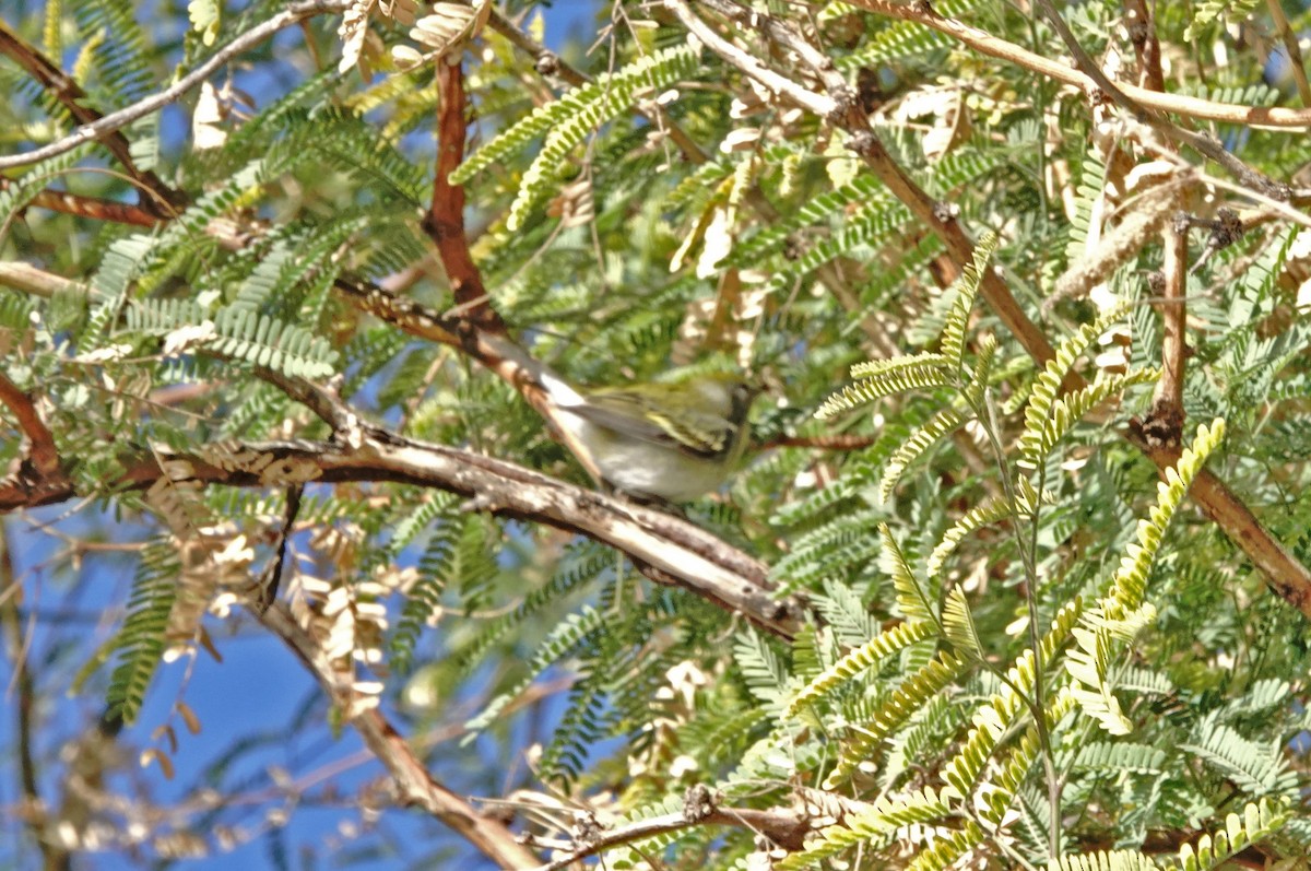 Chestnut-sided Warbler - ML628507464