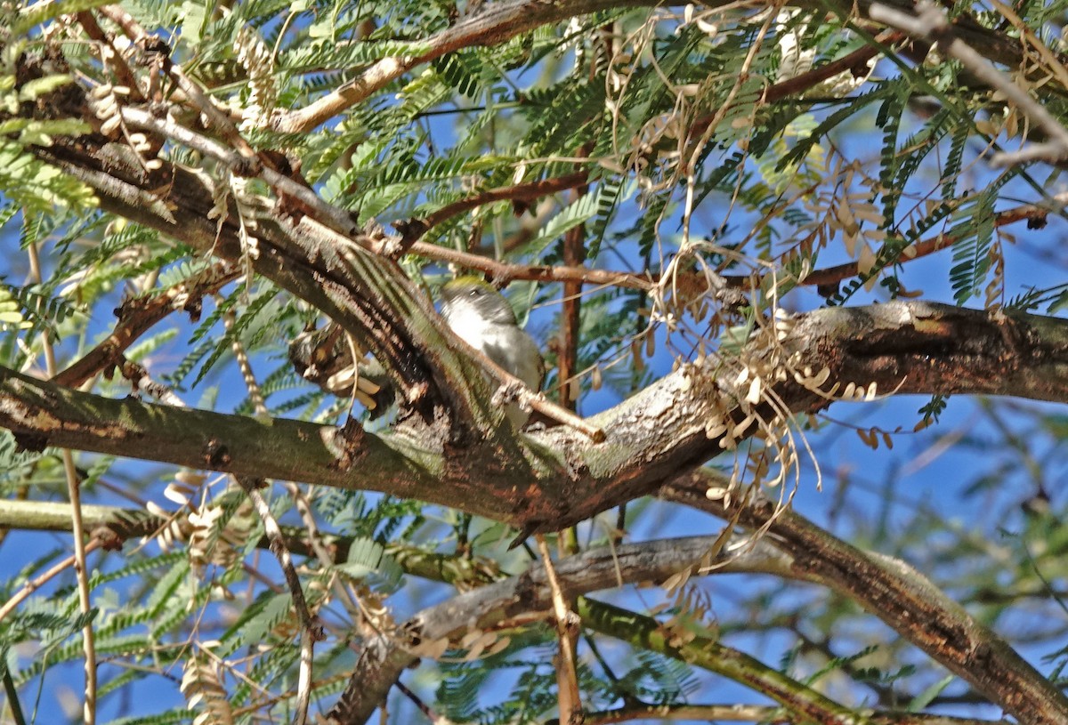 Chestnut-sided Warbler - ML628507471