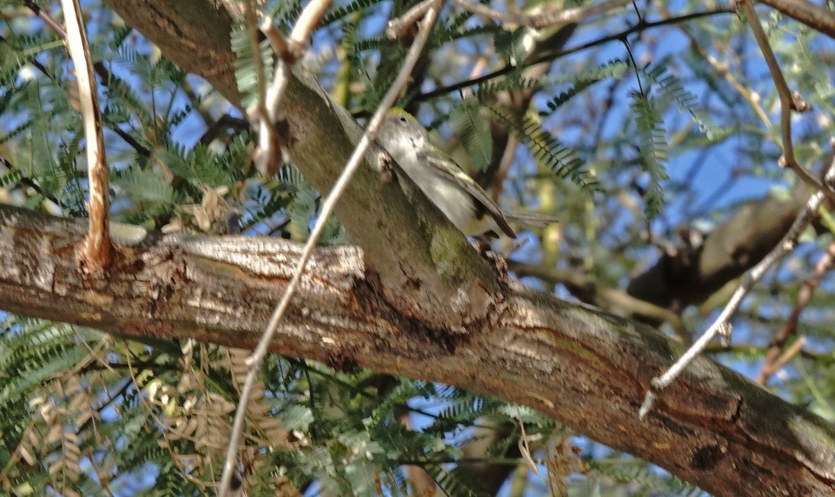 Chestnut-sided Warbler - ML628507494