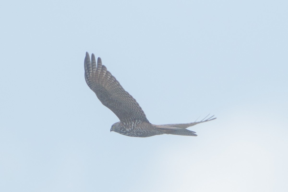 jestřáb australský - ML628507558