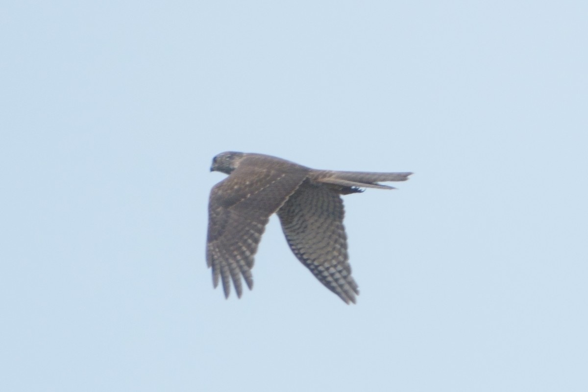 jestřáb australský - ML628507560