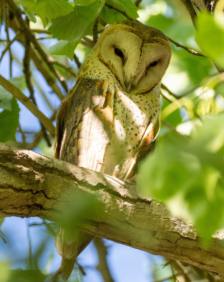 Western Barn Owl (African) - ML628507562