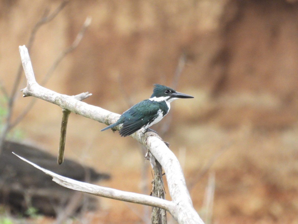 Amazon Kingfisher - ML628507916