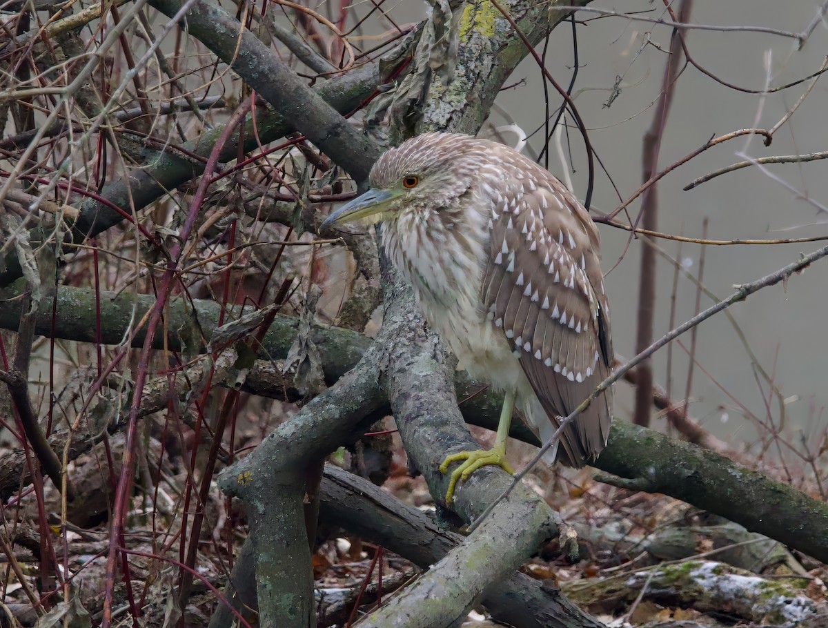 ゴイサギ - ML628507929