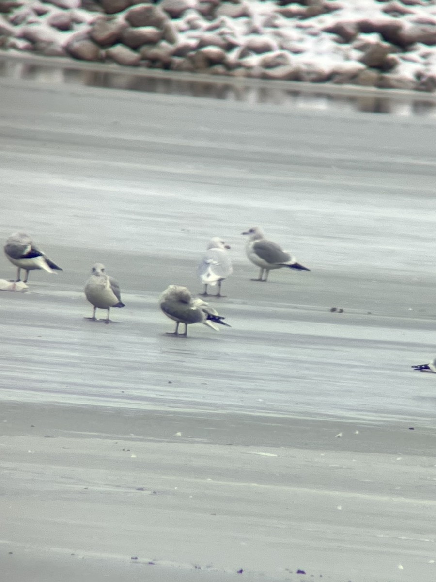 Glaucous Gull - ML628507946