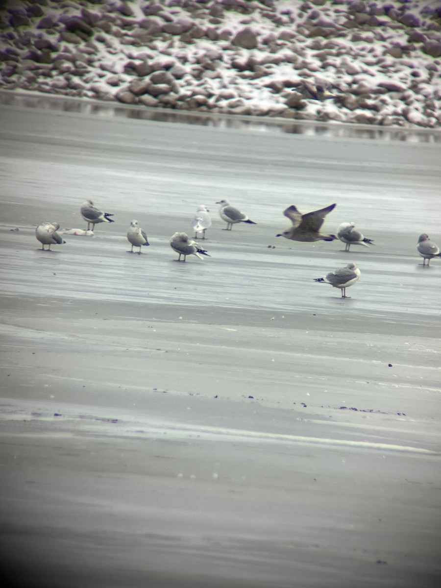 Glaucous Gull - ML628507947