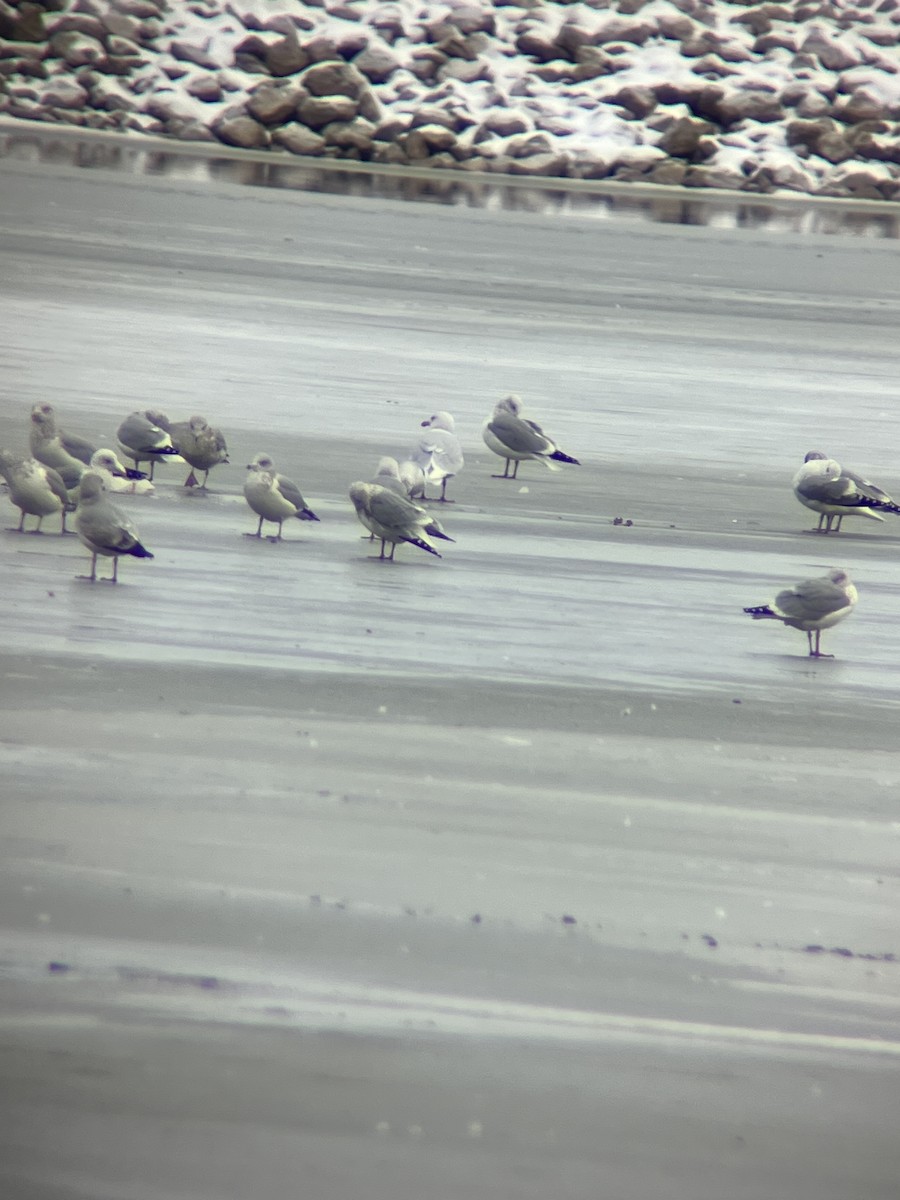 Glaucous Gull - ML628507948