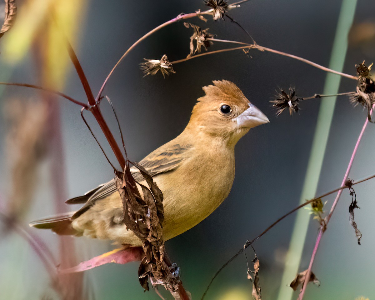 Blue Grosbeak - ML628507988