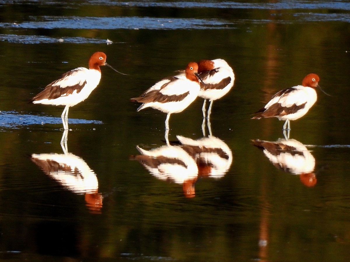 Red-necked Avocet - ML628508019