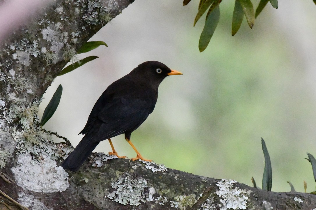 Sooty Thrush - ML628508311