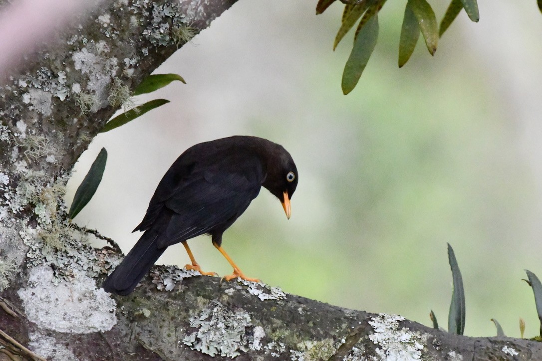 Sooty Thrush - ML628508315