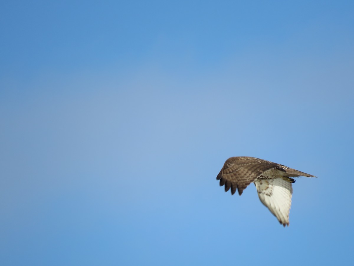 Red-tailed Hawk - ML628508399