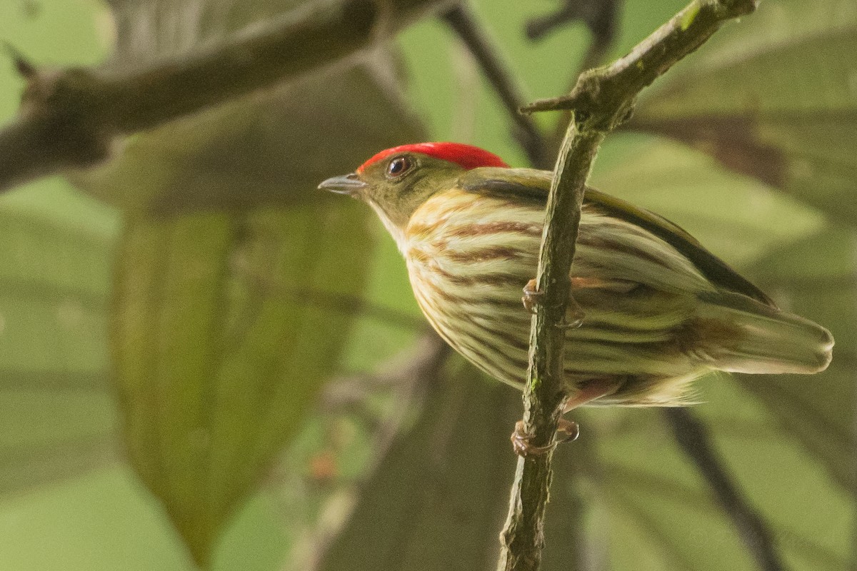 Kinglet Manakin - ML628508490