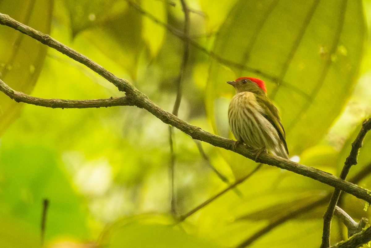 Kinglet Manakin - ML628508494