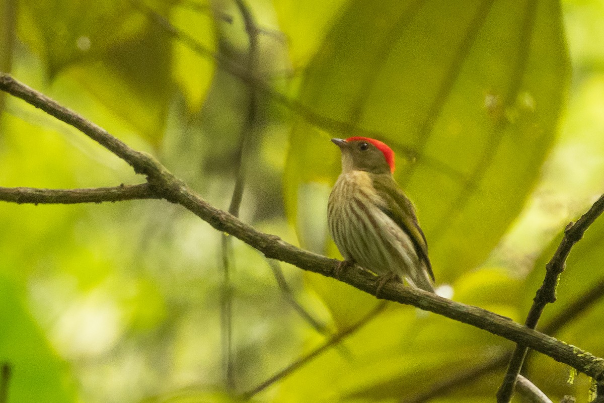 Kinglet Manakin - ML628508495