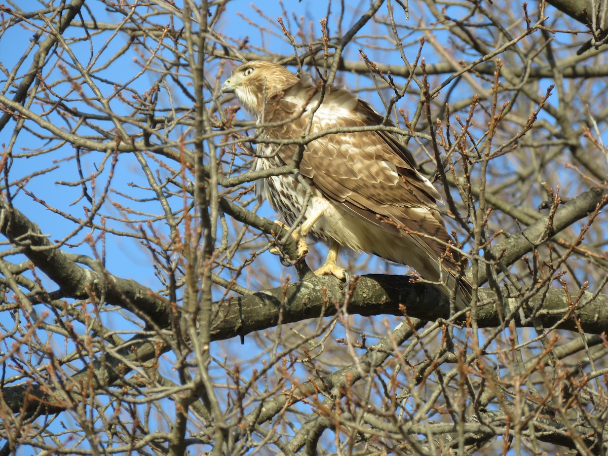 Red-tailed Hawk - ML628508517