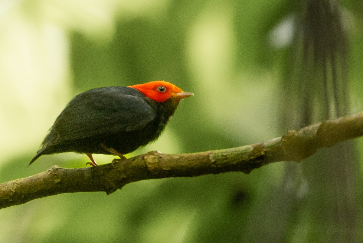 Red-headed Manakin - ML628508538