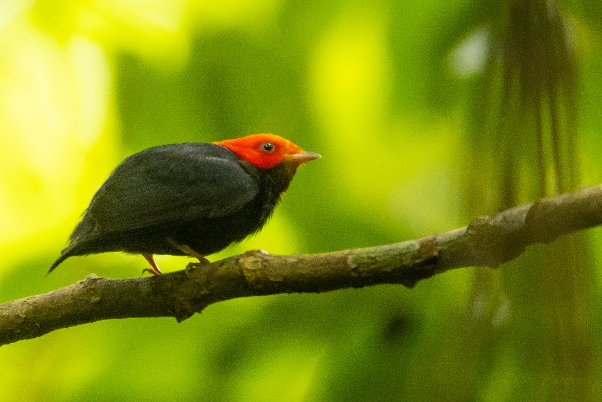 Red-headed Manakin - ML628508539