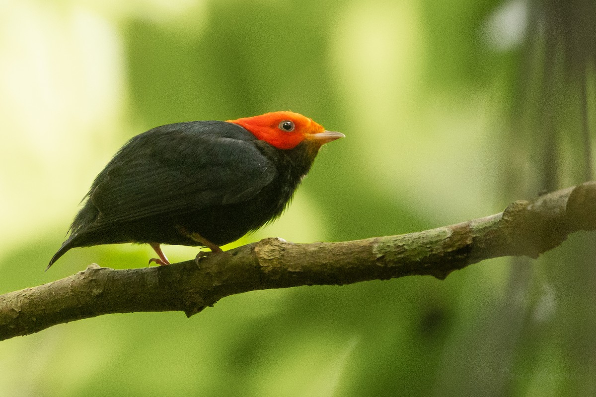 Red-headed Manakin - ML628508540