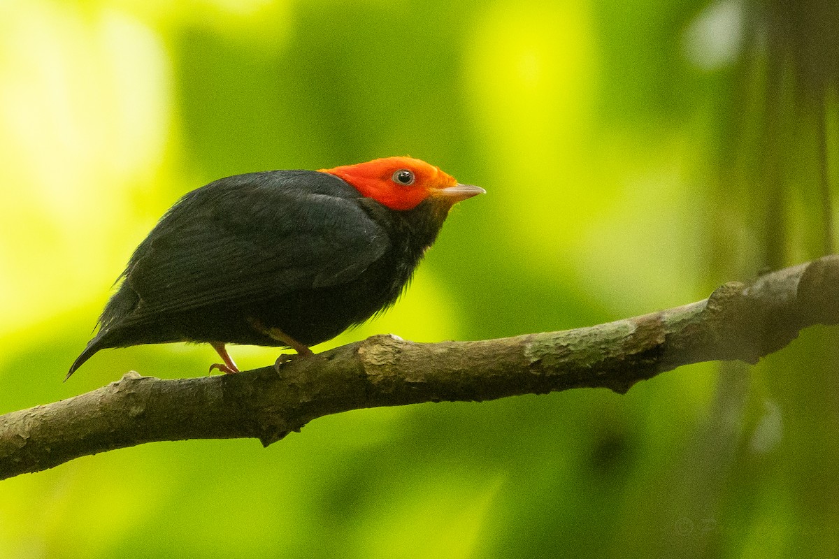 Red-headed Manakin - ML628508542