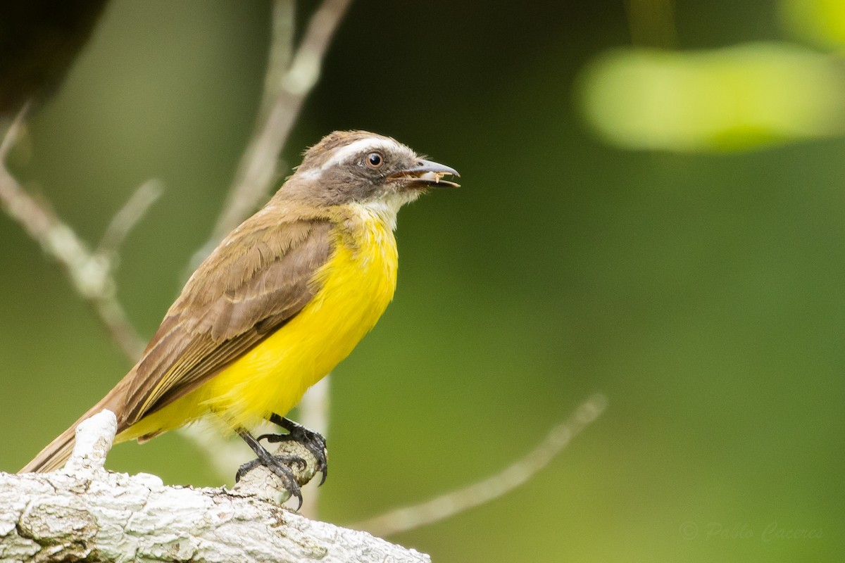 Social Flycatcher - ML628508568