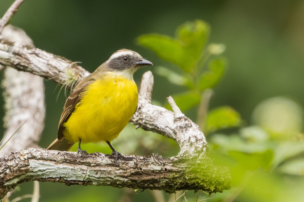 Social Flycatcher - ML628508569