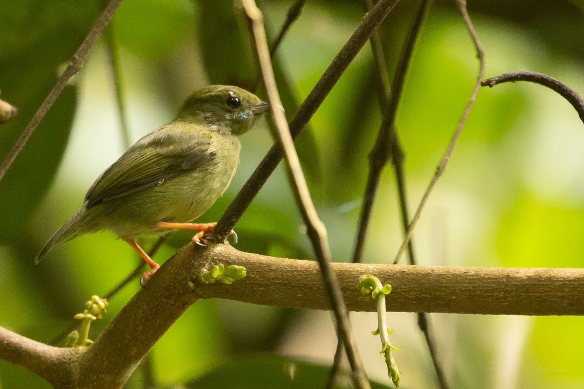 White-bearded Manakin - ML628508778