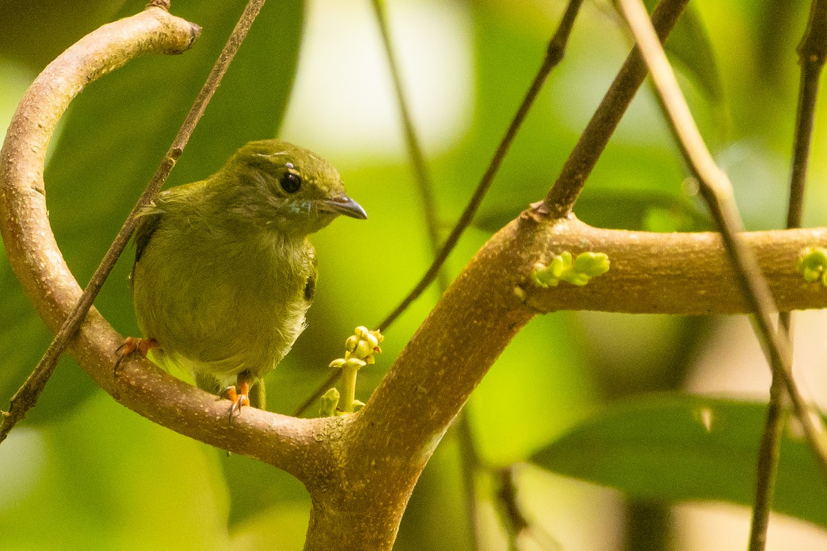 White-bearded Manakin - ML628508779