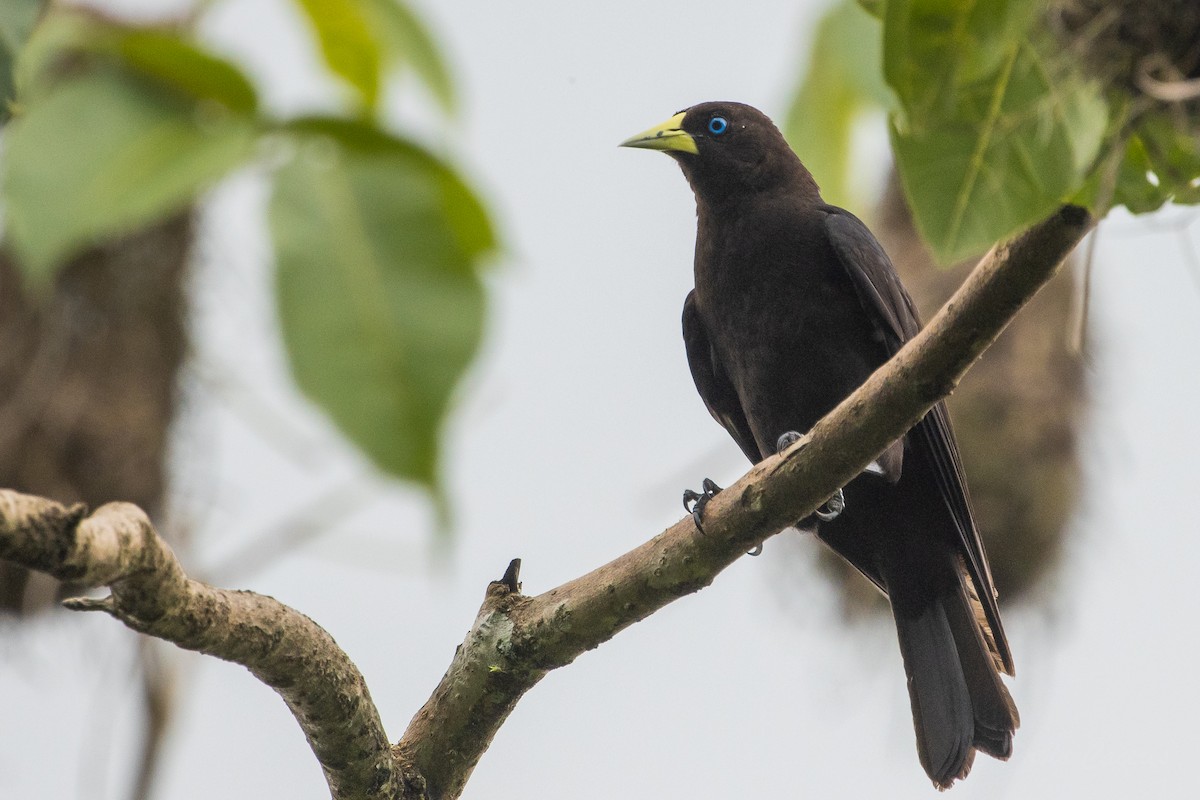 Red-rumped Cacique - ML628508826