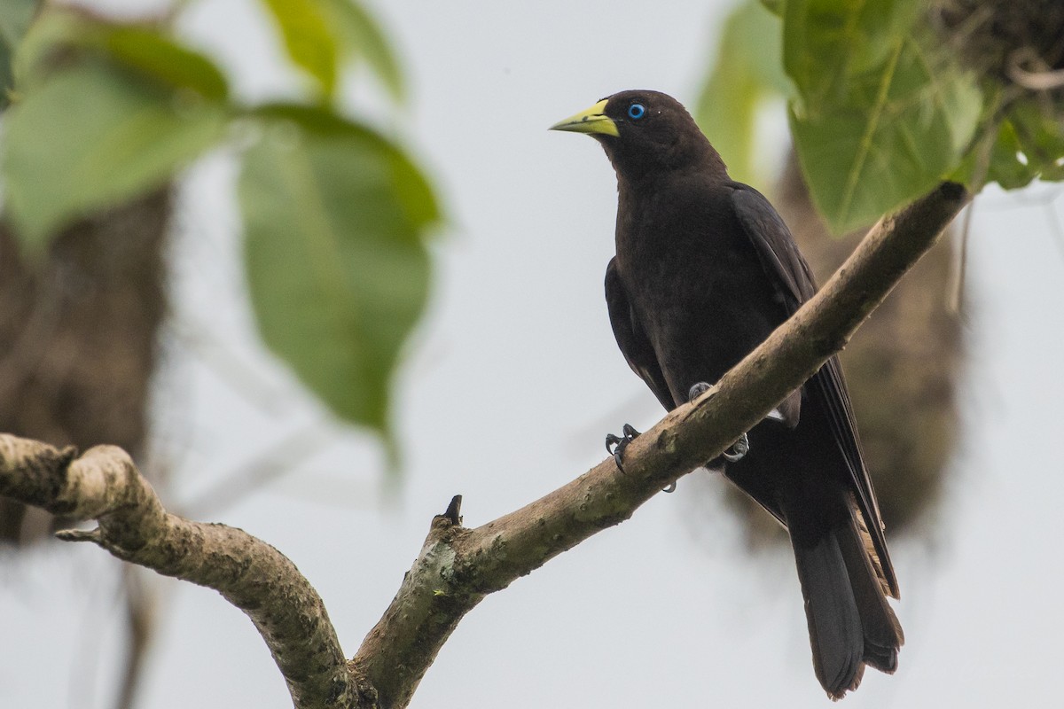 Red-rumped Cacique - ML628508827