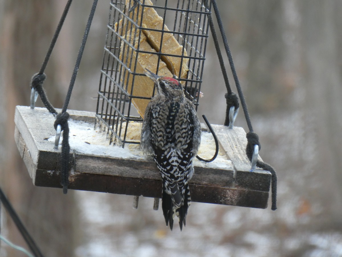 Yellow-bellied Sapsucker - ML628508870