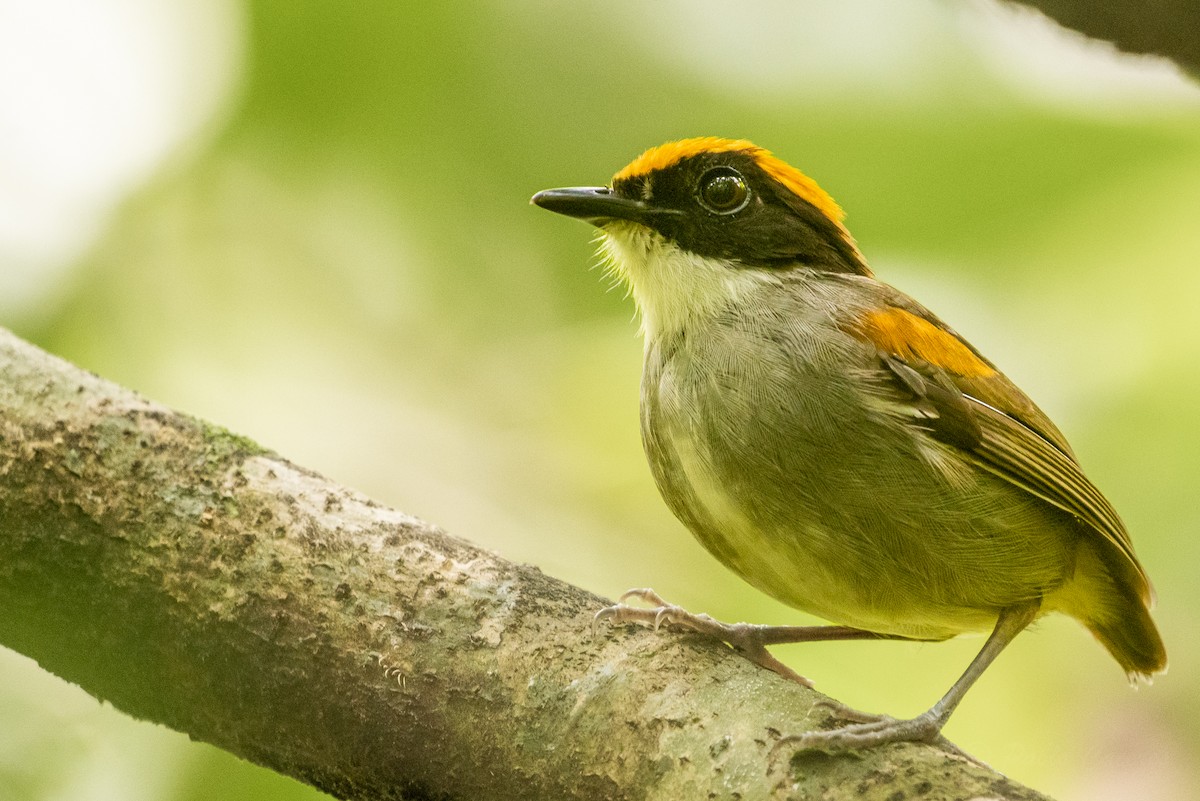 Black-cheeked Gnateater - ML628509227