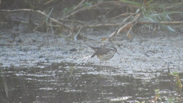 Louisiana Waterthrush - ML628509303