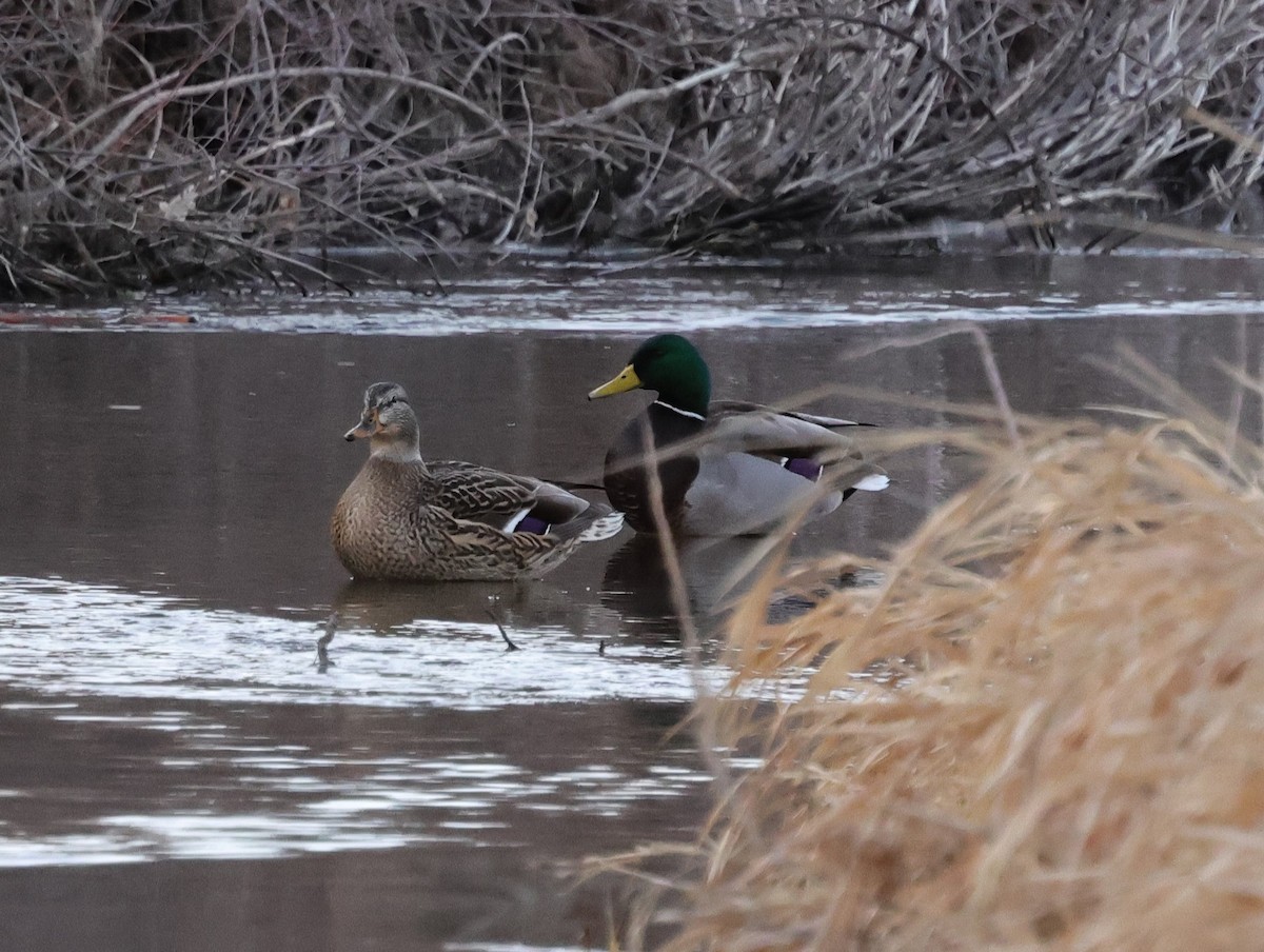 Mallard - ML628509310