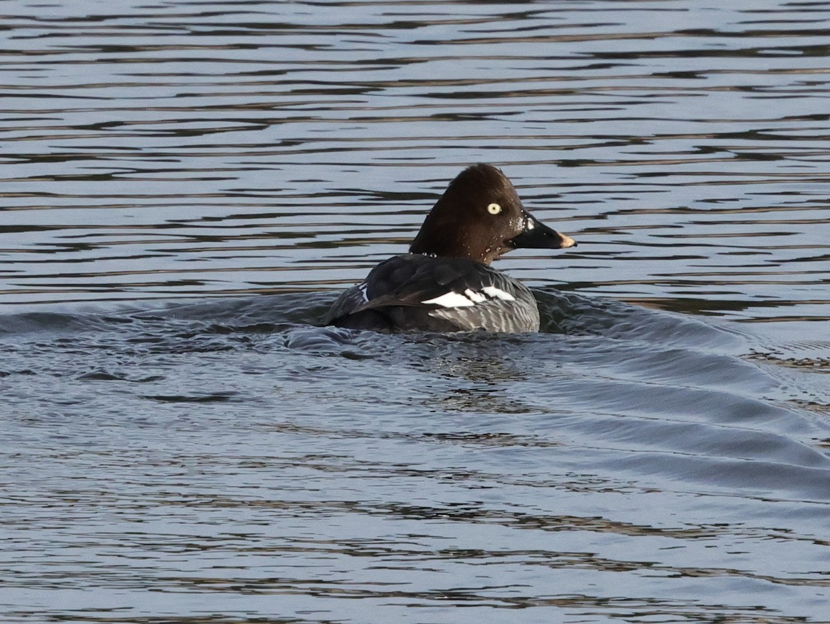 Common Goldeneye - ML628509324