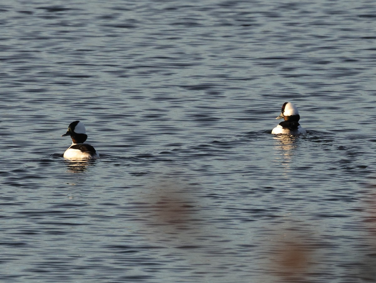 Bufflehead - ML628509331